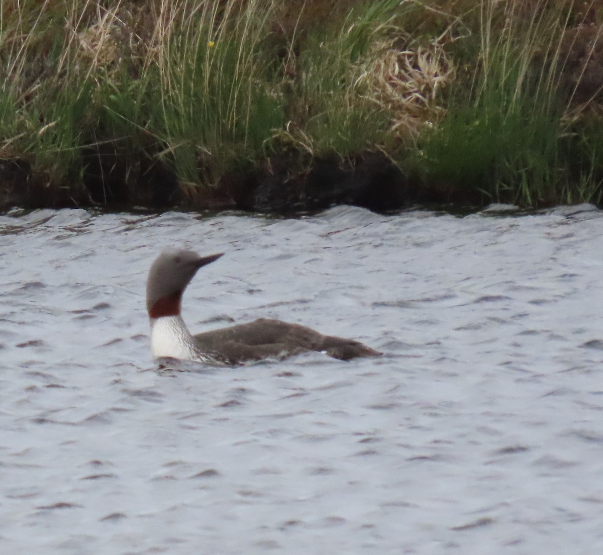 Red-throated Loon - ML619991625