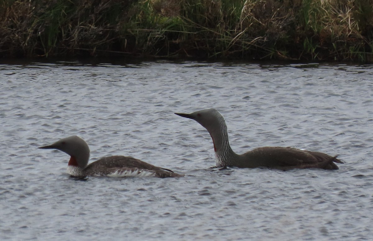 Red-throated Loon - ML619991626