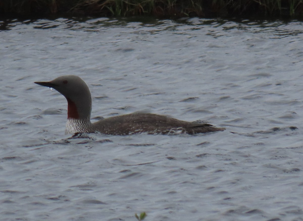 Red-throated Loon - ML619991627