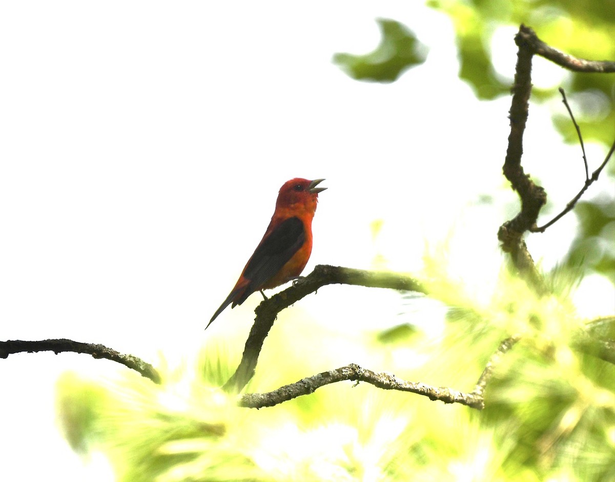 Scarlet Tanager - ML619991630