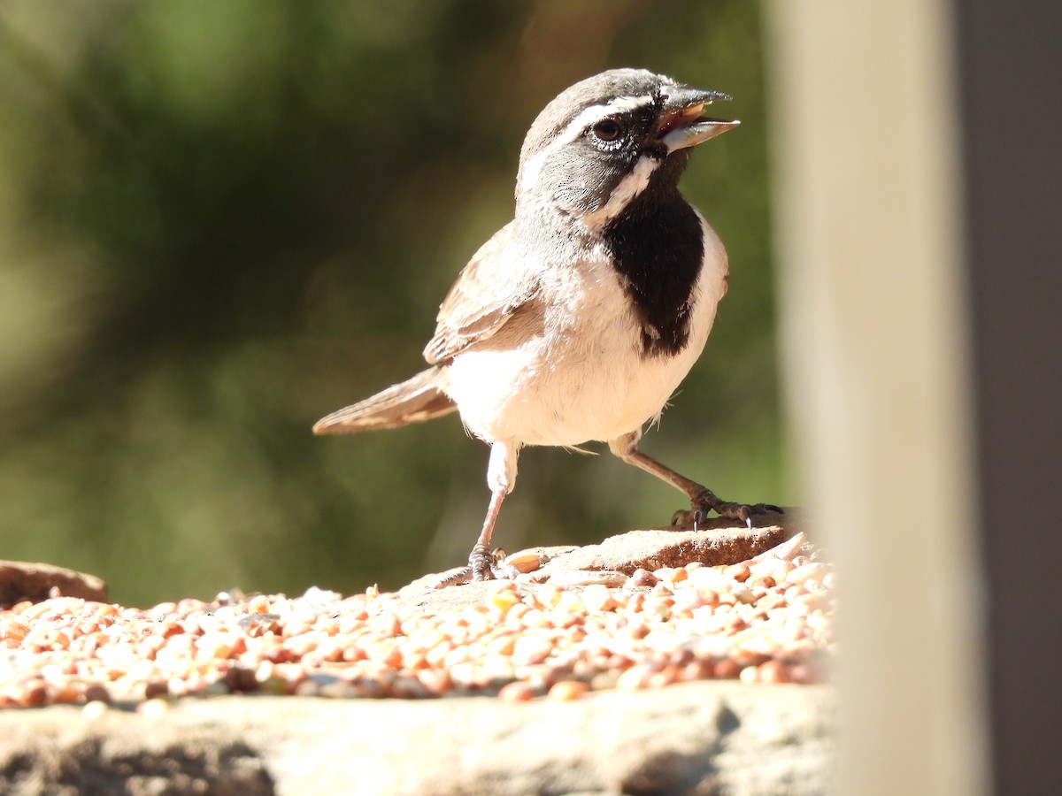 Black-throated Sparrow - ML619991632
