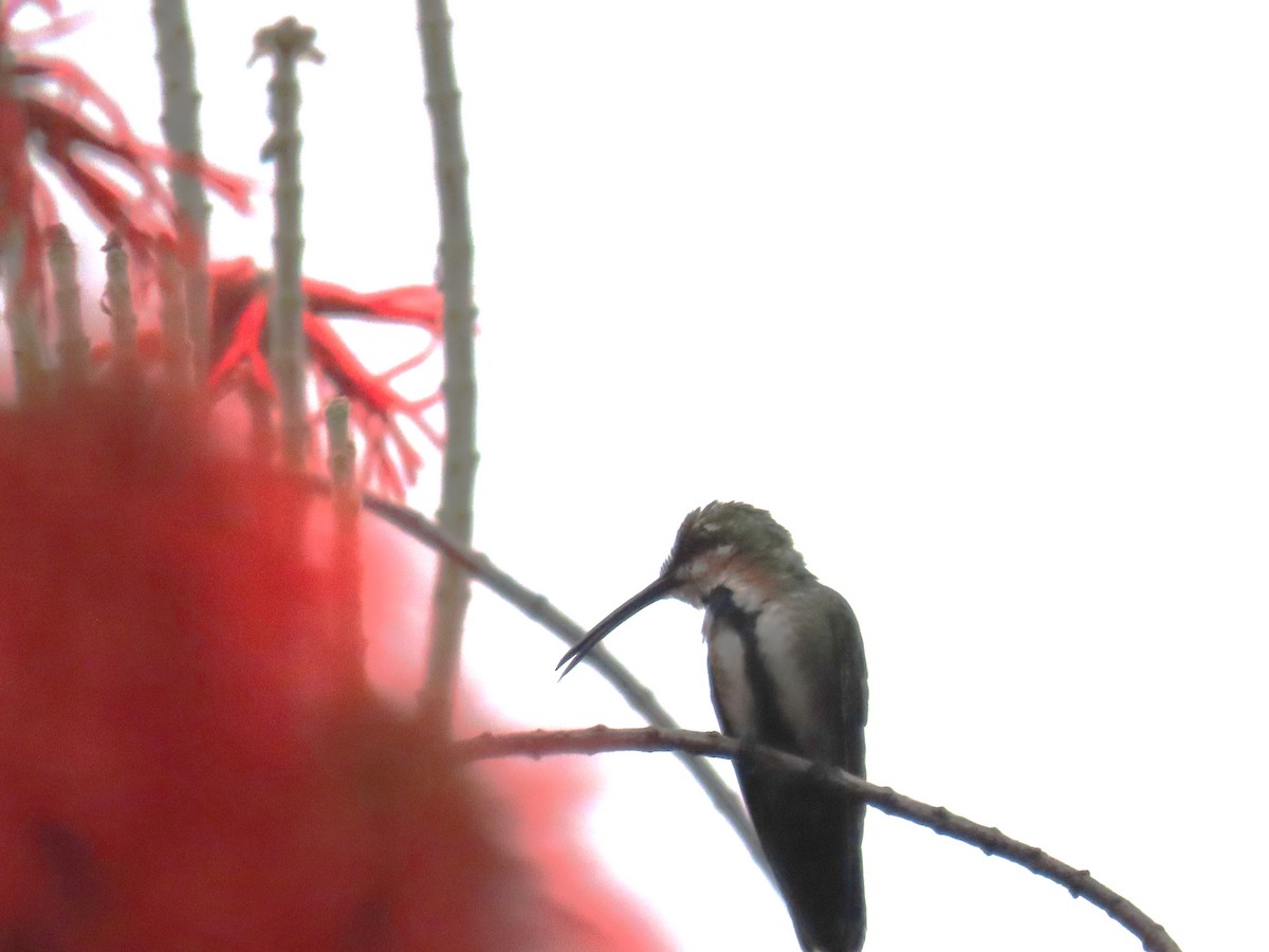 kolibřík lesklý - ML619991643