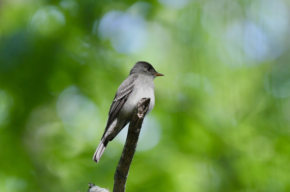 Eastern Wood-Pewee - ML619991657