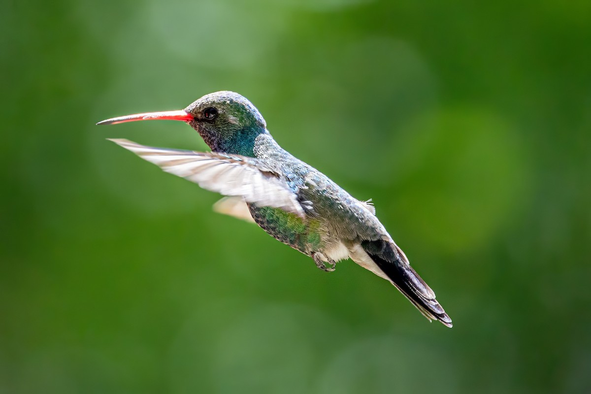 Broad-billed Hummingbird - ML619991681