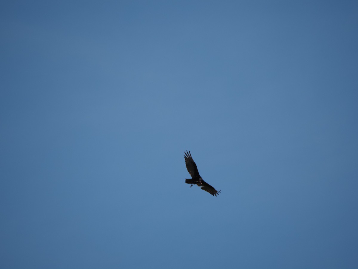 Turkey Vulture - ML619991690