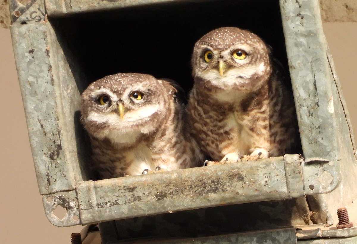 Spotted Owlet - ML619991694