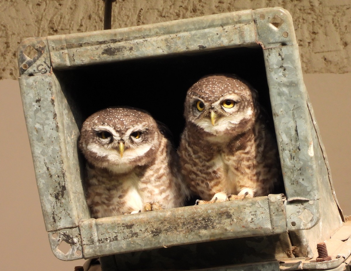 Spotted Owlet - ML619991695