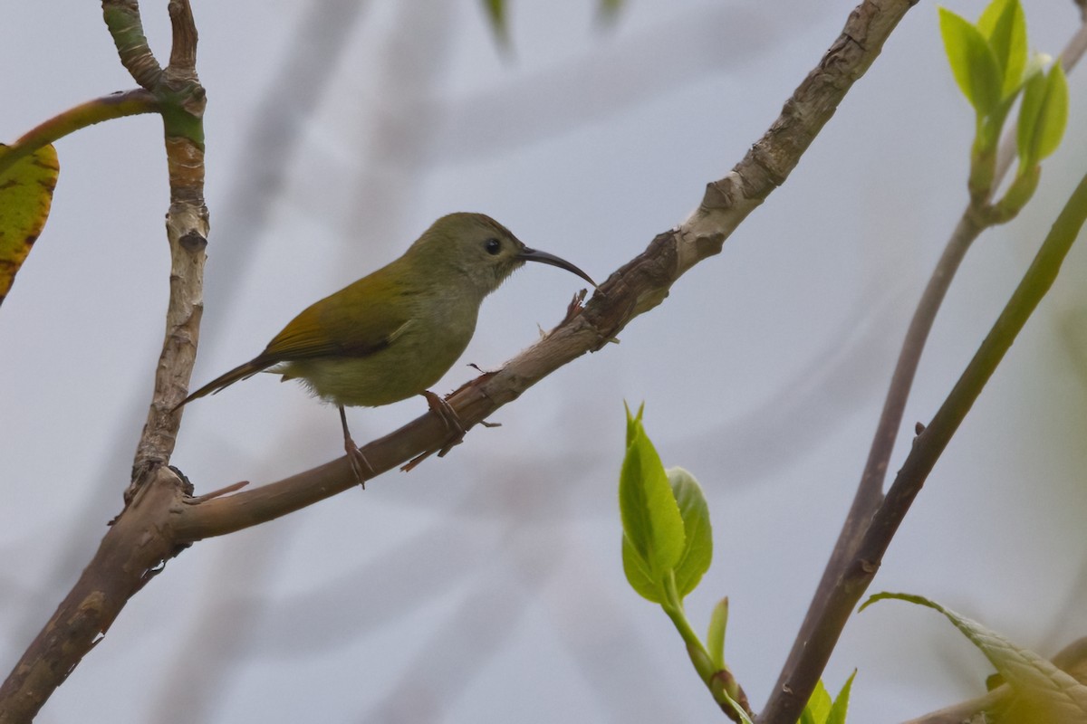 Green-tailed Sunbird - ML619991697