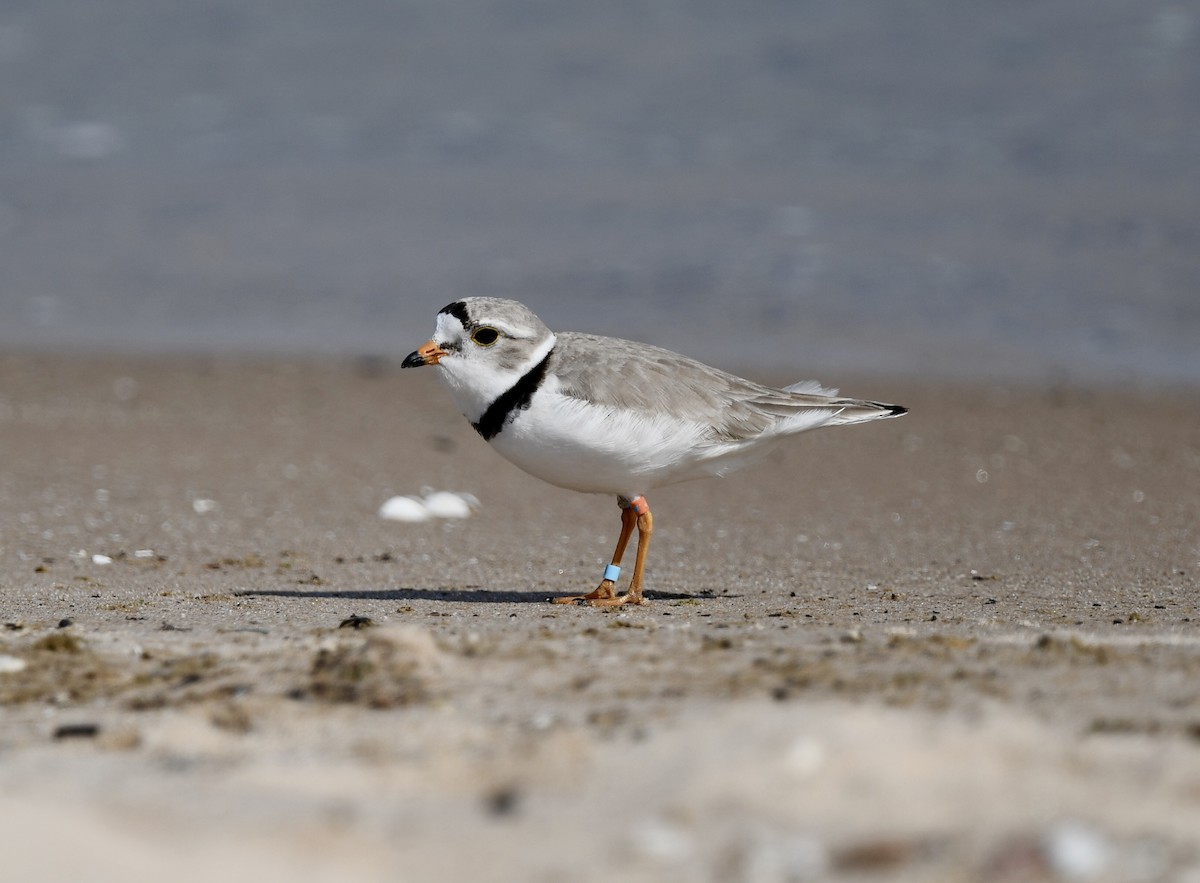 Piping Plover - ML619991698