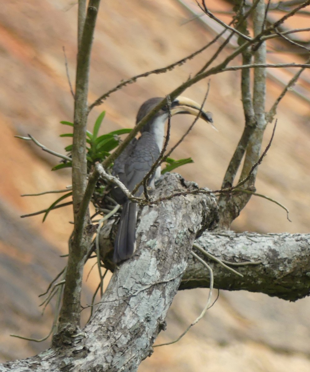 Sri Lanka Gray Hornbill - ML619991702