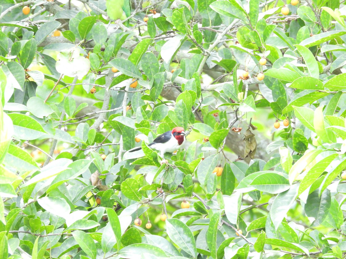 Masked Cardinal - ML619991703