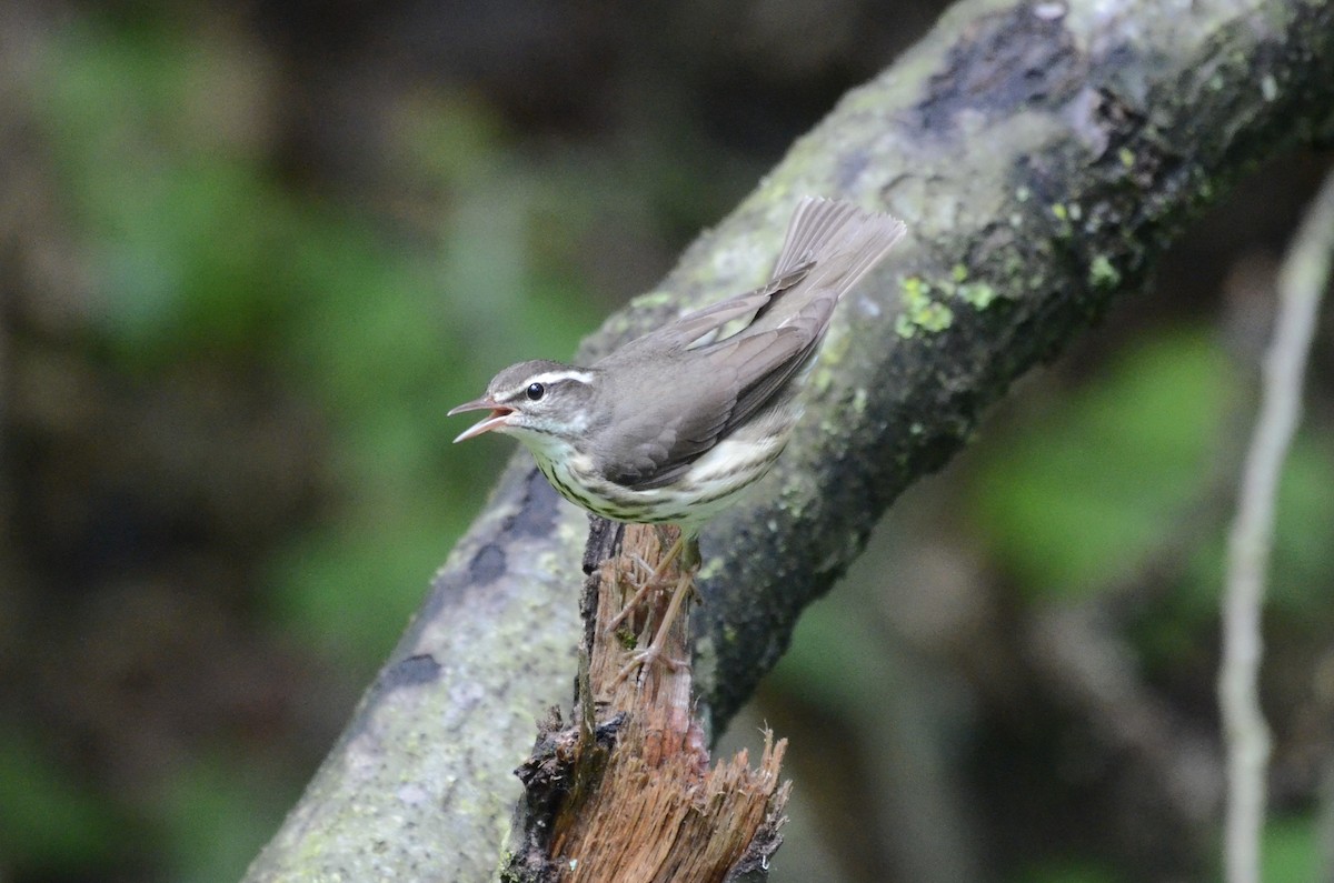 Louisiana Waterthrush - ML619991715