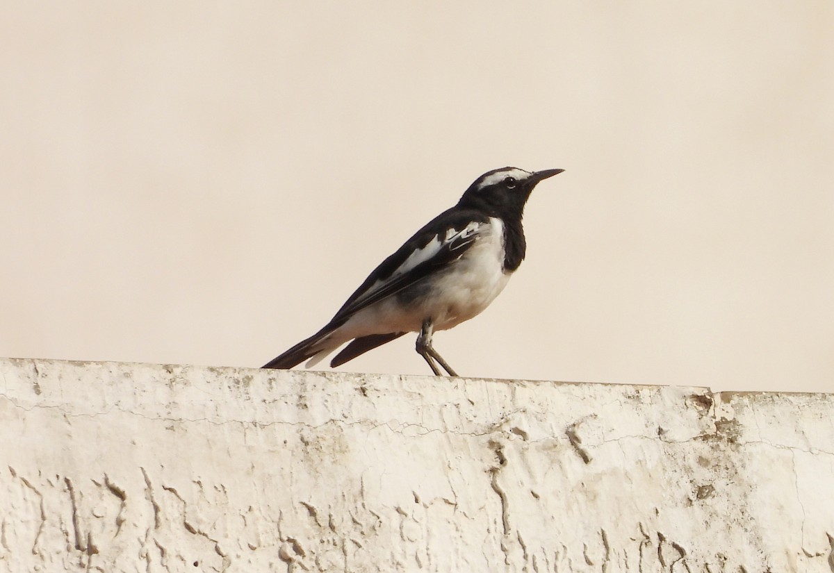 White-browed Wagtail - ML619991744