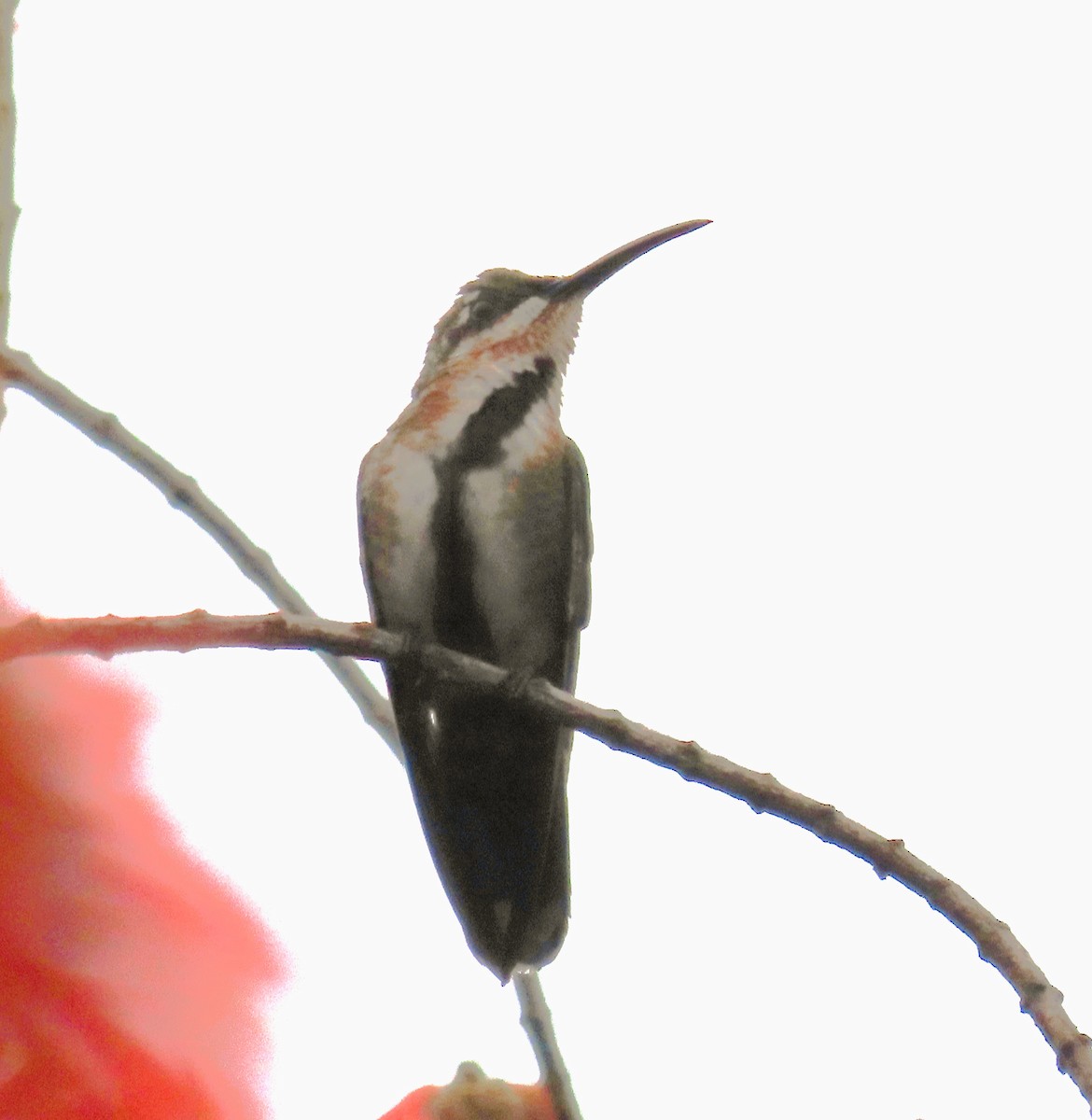 kolibřík lesklý - ML619991749