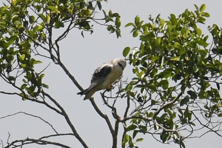 Black-winged Kite - Maryse Neukomm