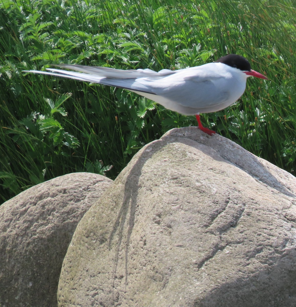 Arctic Tern - ML619991755