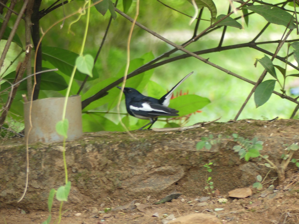 Oriental Magpie-Robin - ML619991756