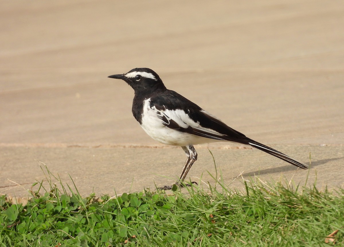 White-browed Wagtail - ML619991757