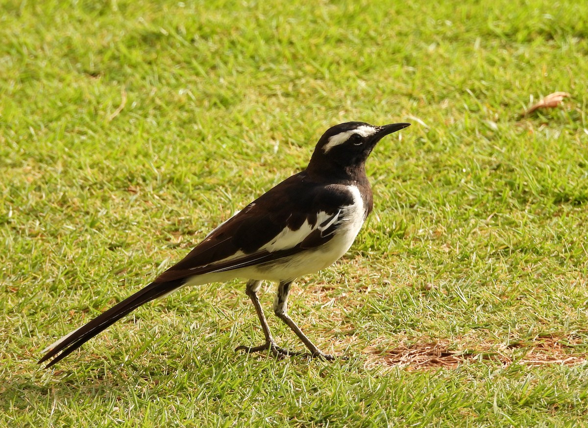 White-browed Wagtail - ML619991758