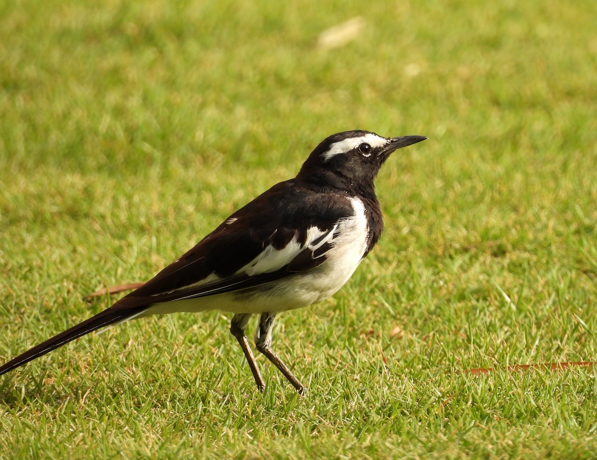 White-browed Wagtail - ML619991759