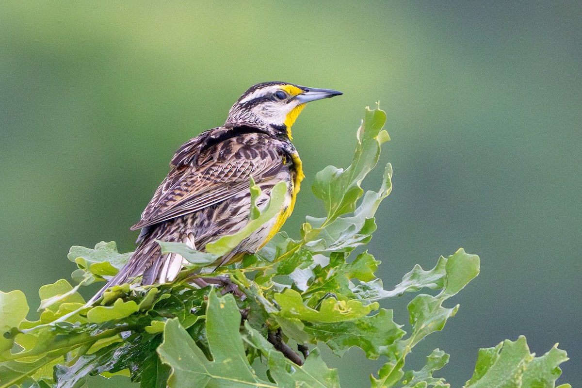 Eastern Meadowlark - ML619991765