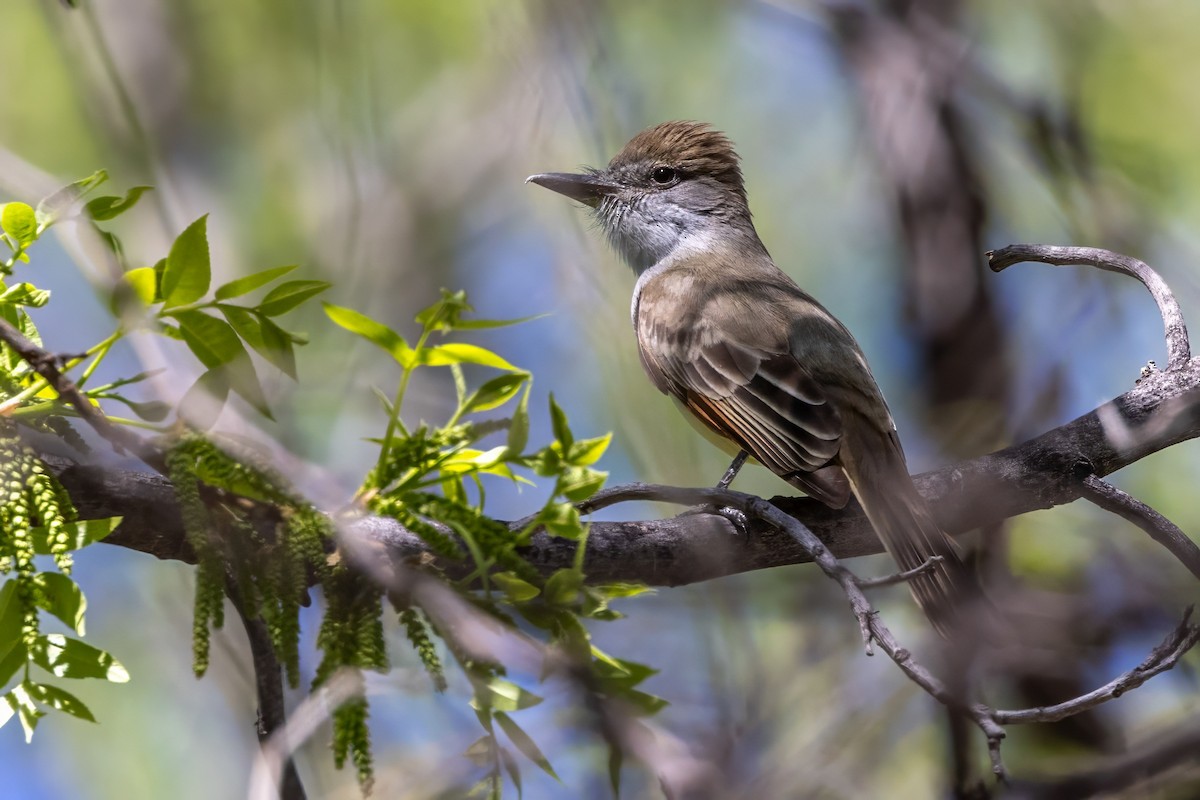 Brown-crested Flycatcher - ML619991769