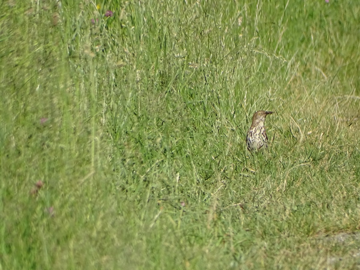 Brown Thrasher - ML619991770