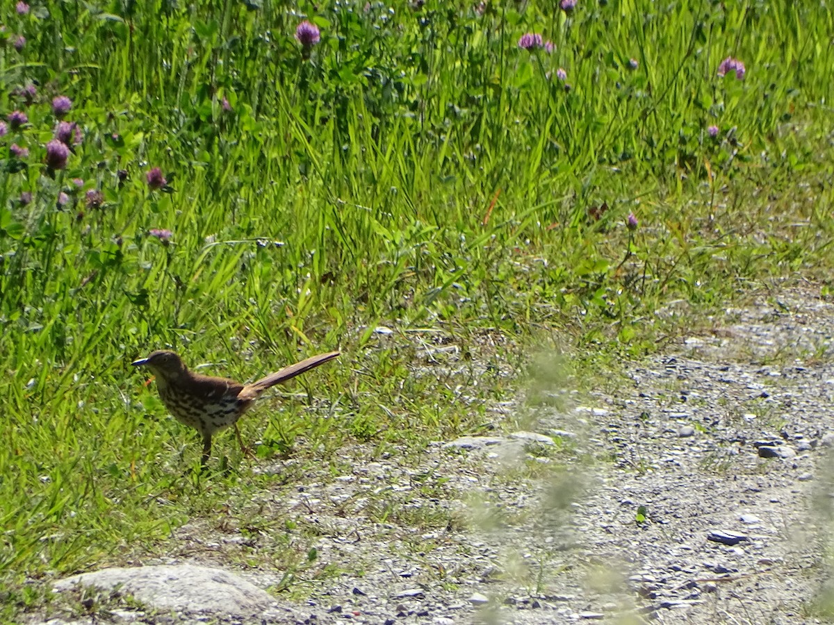 Brown Thrasher - ML619991771