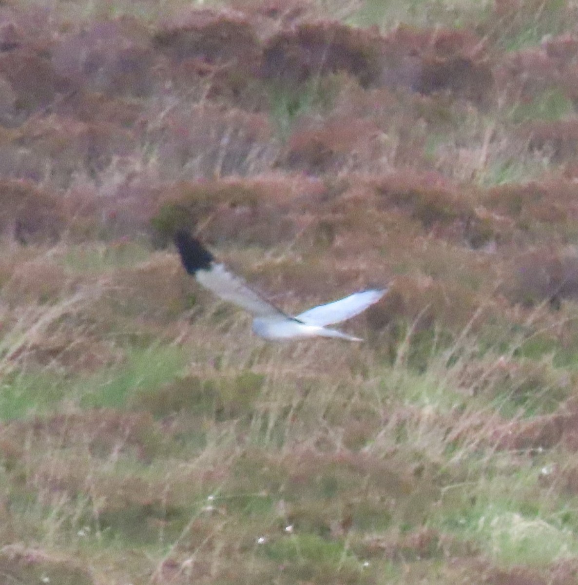 Hen Harrier - ML619991775