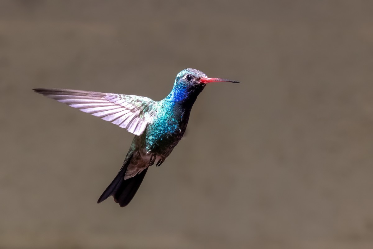 Broad-billed Hummingbird - ML619991776