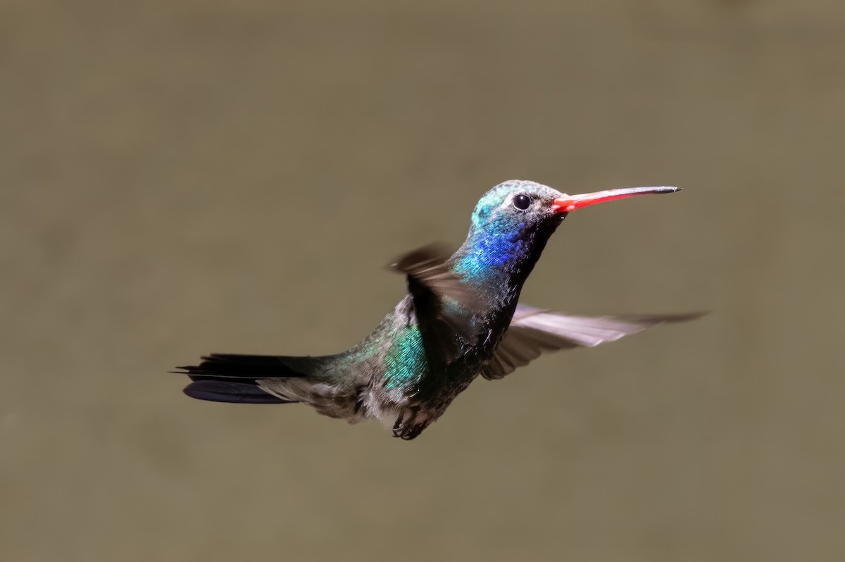 Broad-billed Hummingbird - ML619991778
