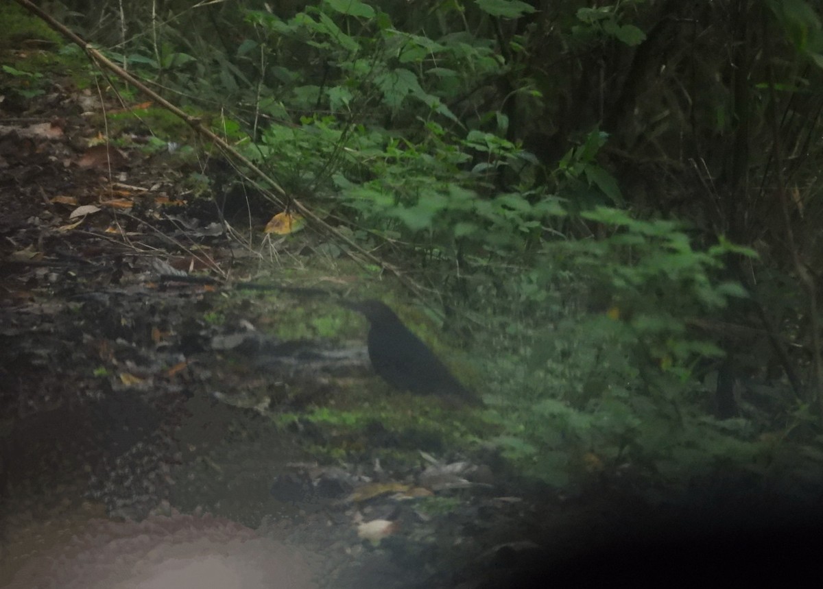 Long-billed Thrush - ML619991781