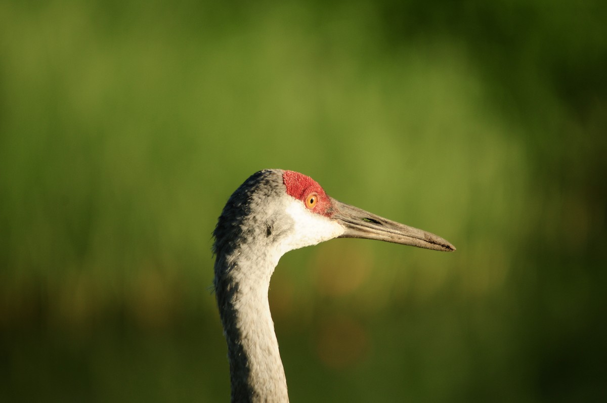 Sandhill Crane - ML619991785