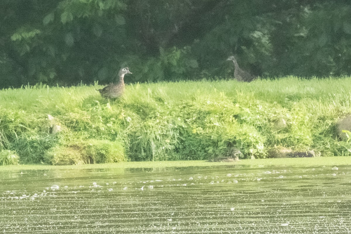 Wood Duck - ML619991788