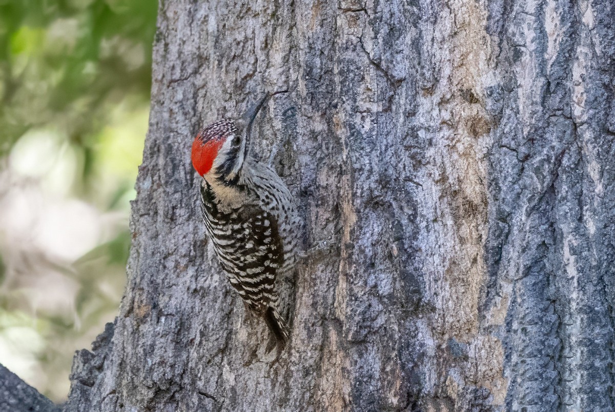 Ladder-backed Woodpecker - ML619991813