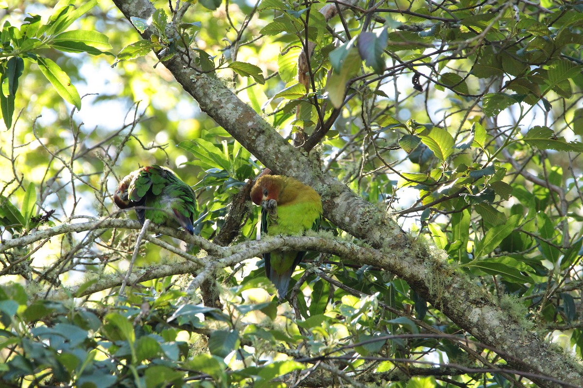 Rusty-faced Parrot - ML619991819