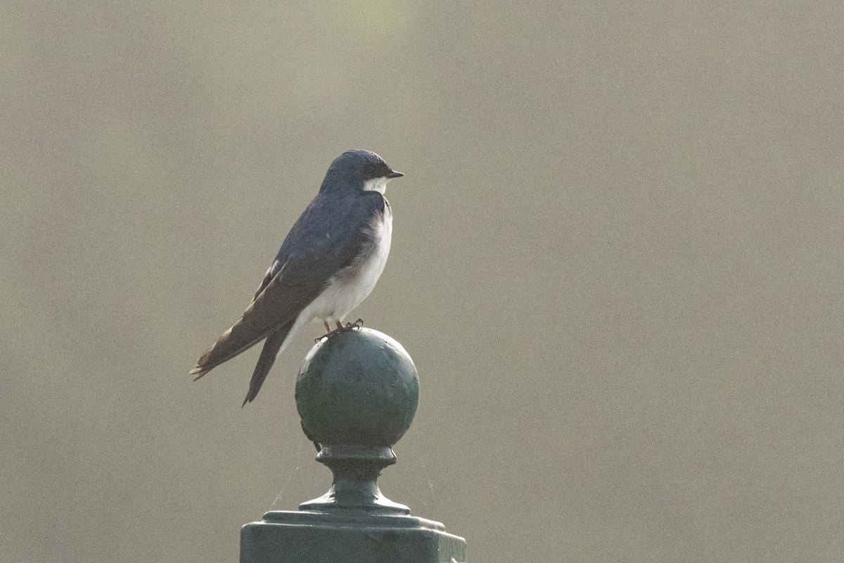 Tree Swallow - ML619991844