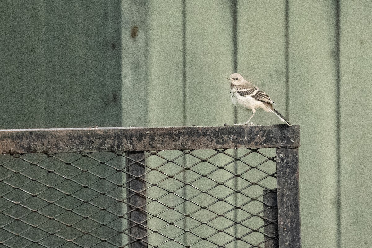 Northern Mockingbird - ML619991850