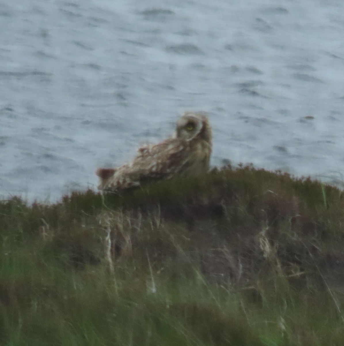 Short-eared Owl - ML619991851