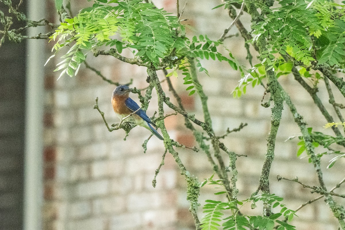 Eastern Bluebird - ML619991853