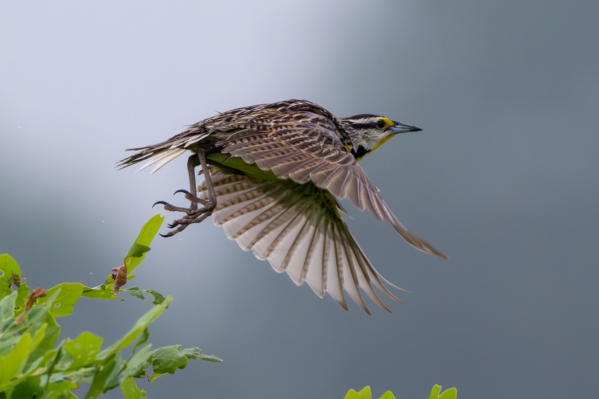 Eastern Meadowlark - ML619991860