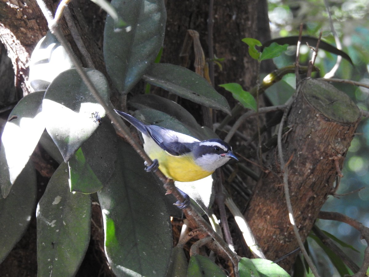 Bananaquit - ML619991862