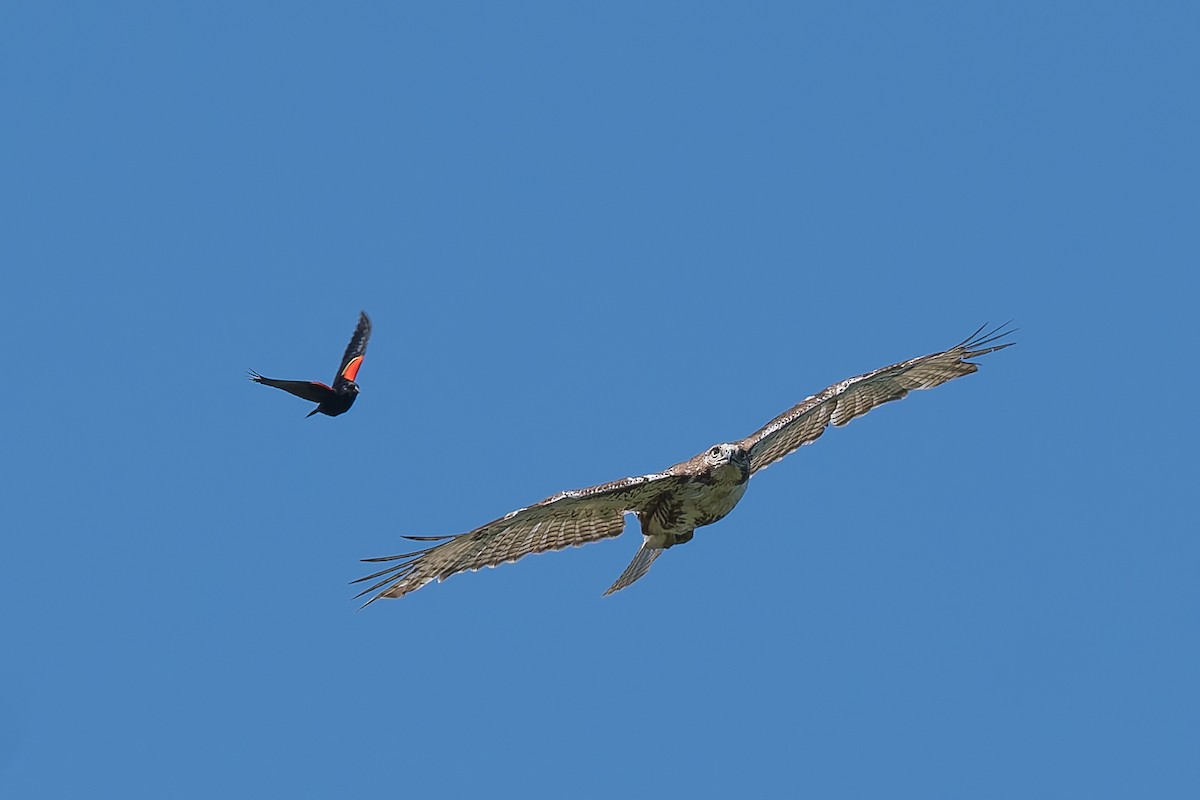 Red-tailed Hawk - ML619991867