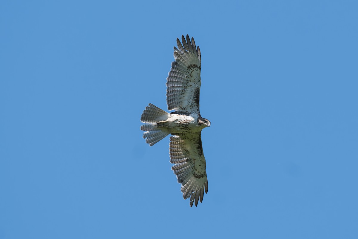 Red-tailed Hawk - ML619991868