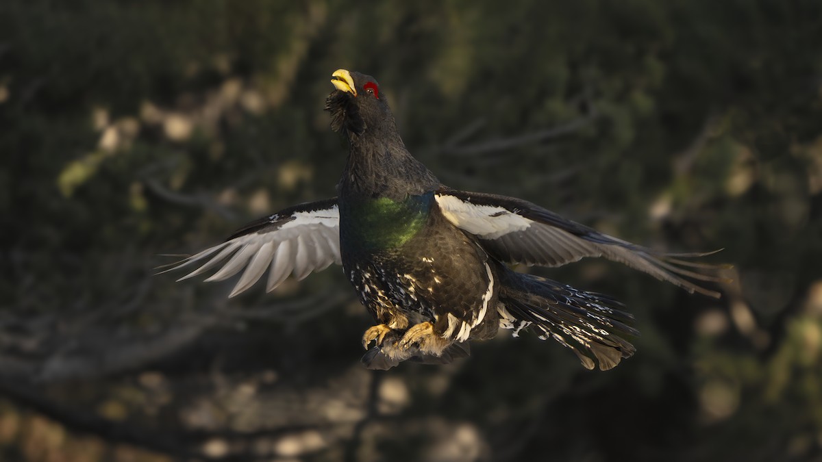 Western Capercaillie - ML619991872