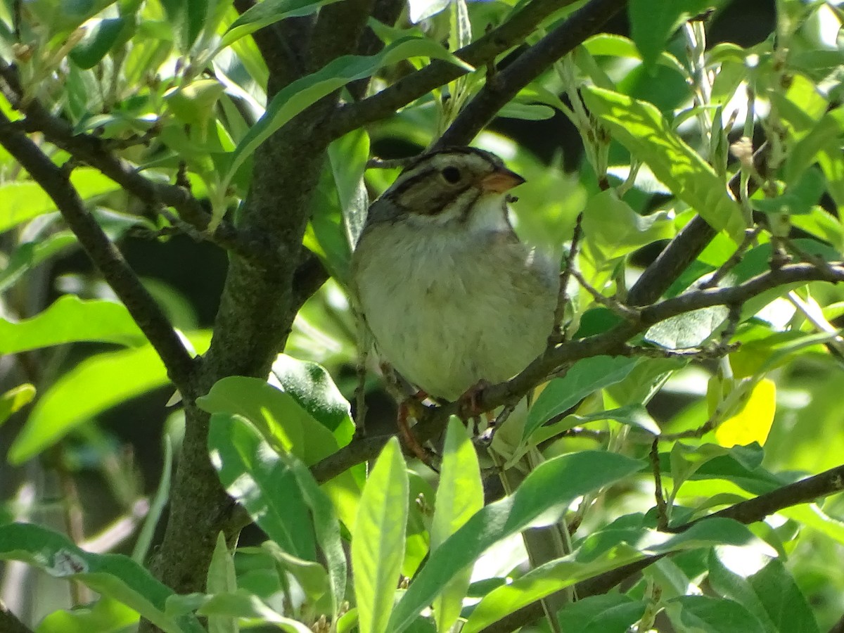 Clay-colored Sparrow - ML619991876