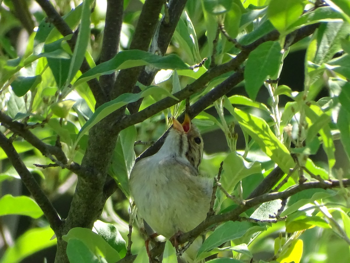 Clay-colored Sparrow - ML619991877