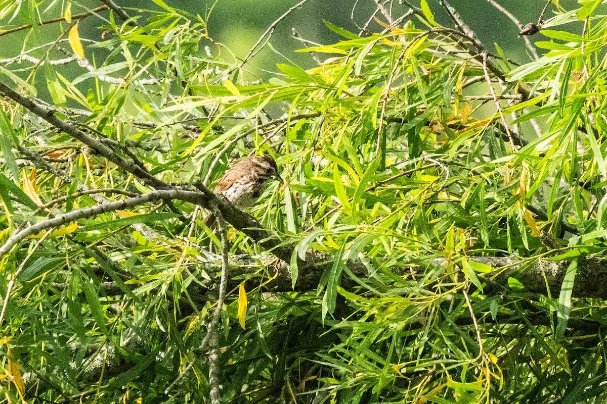 Song Sparrow - ML619991879