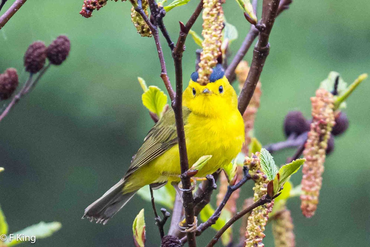 Wilson's Warbler - ML619991882