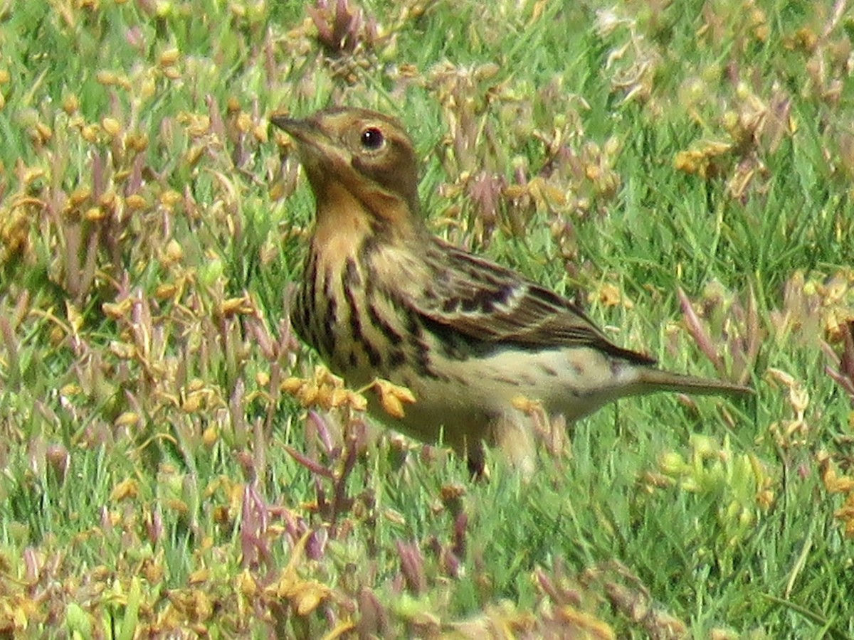 Red-throated Pipit - ML619991890
